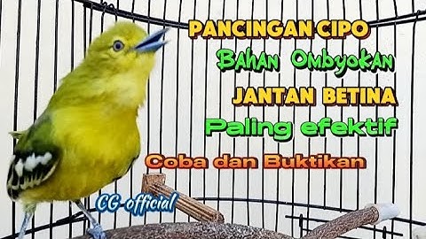 SUARA MASTERAN PIKAT SEMUA JENIS BURUNG SIRPU/SIRTU PALING JITU AGAR CEPAT GACOR,COBA DAN BUKTIKAN