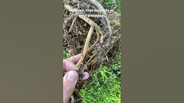 🌱 Root Rot Reality Check Is Your Plant Screamin