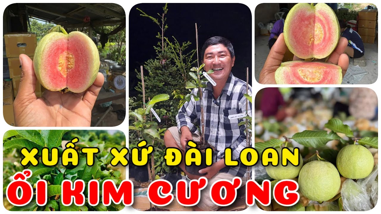 Cây Ổi Kim Cương xuất xứ đài Loan | 0386569374 - Ngọc Ngân Bến Tre | Chuyên cây độc lạ