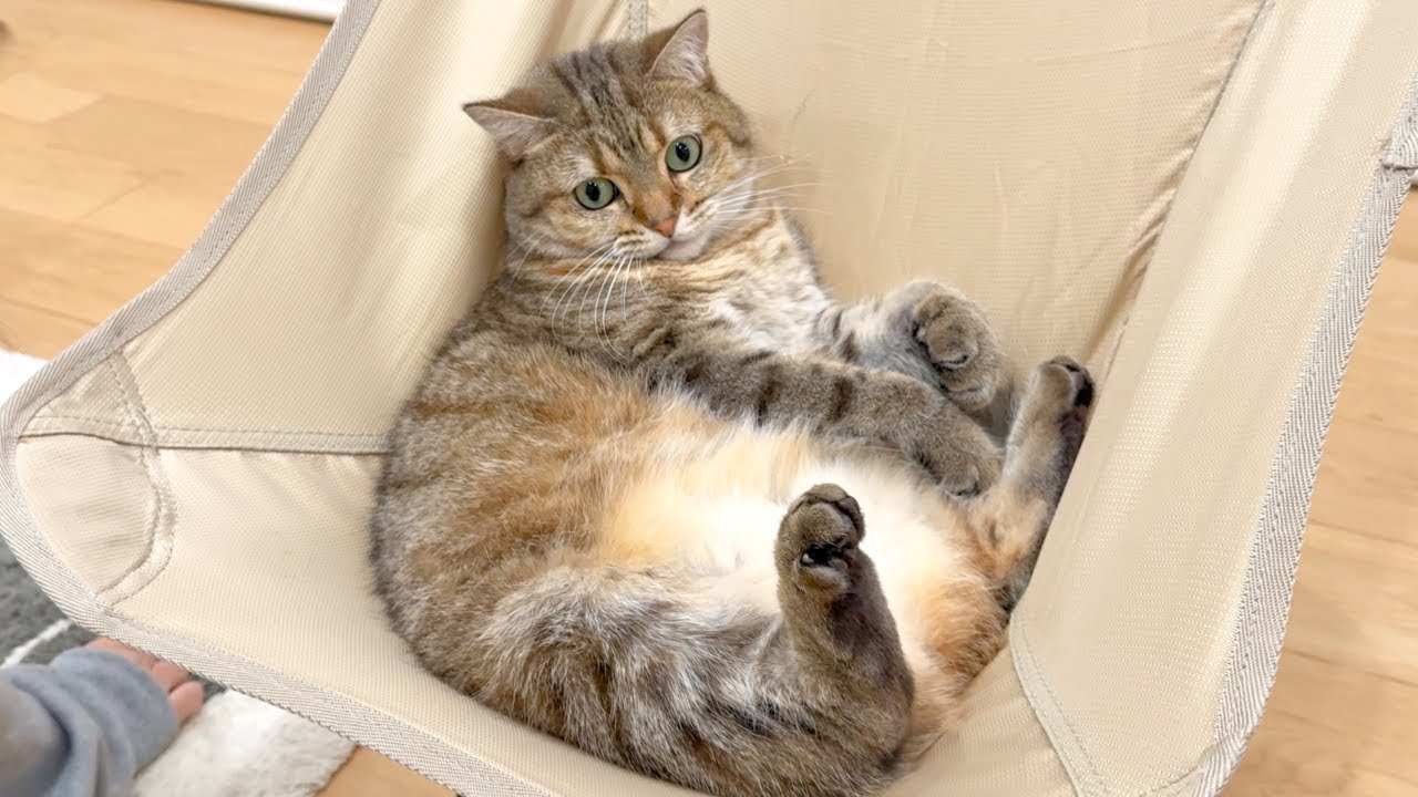 She Was Called a “Fat Cat”… and We Had to Check Her Weight - YouTube