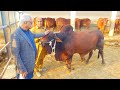Worlds First Ever Red Sindhi Farm |Complete Documentary and Informative Interview with Dr Mohan Lal