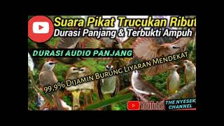 suara pikat trucuk ribut 1jam