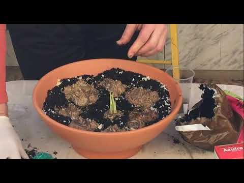 COMO PLANTAR CALAS O LIRIOS DE AGUA- HOW TO PLANT CALAS OR WATER LILIES -  YouTube