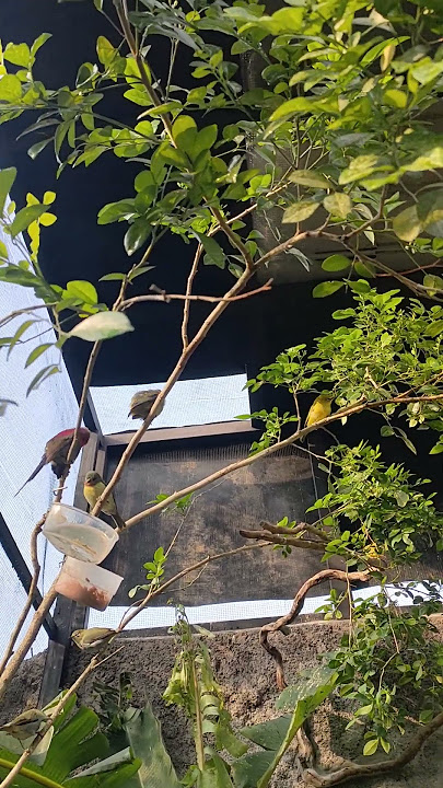 burung kecil di #aviary #burungkecil #burung #songekaviary