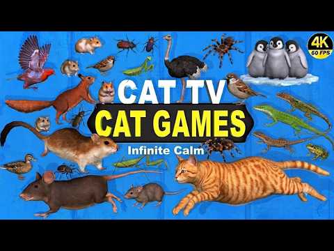 CAT TV 4K 60FPS | Ultimate Cat Games for Cats to Watch 😻 8 Hours of Rats, Birds, Lizards & Fun |