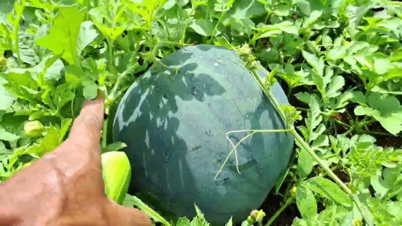 Ciri ciri dan  tanda semangka akan banyak buh besar panen hasil baik dan berton ton