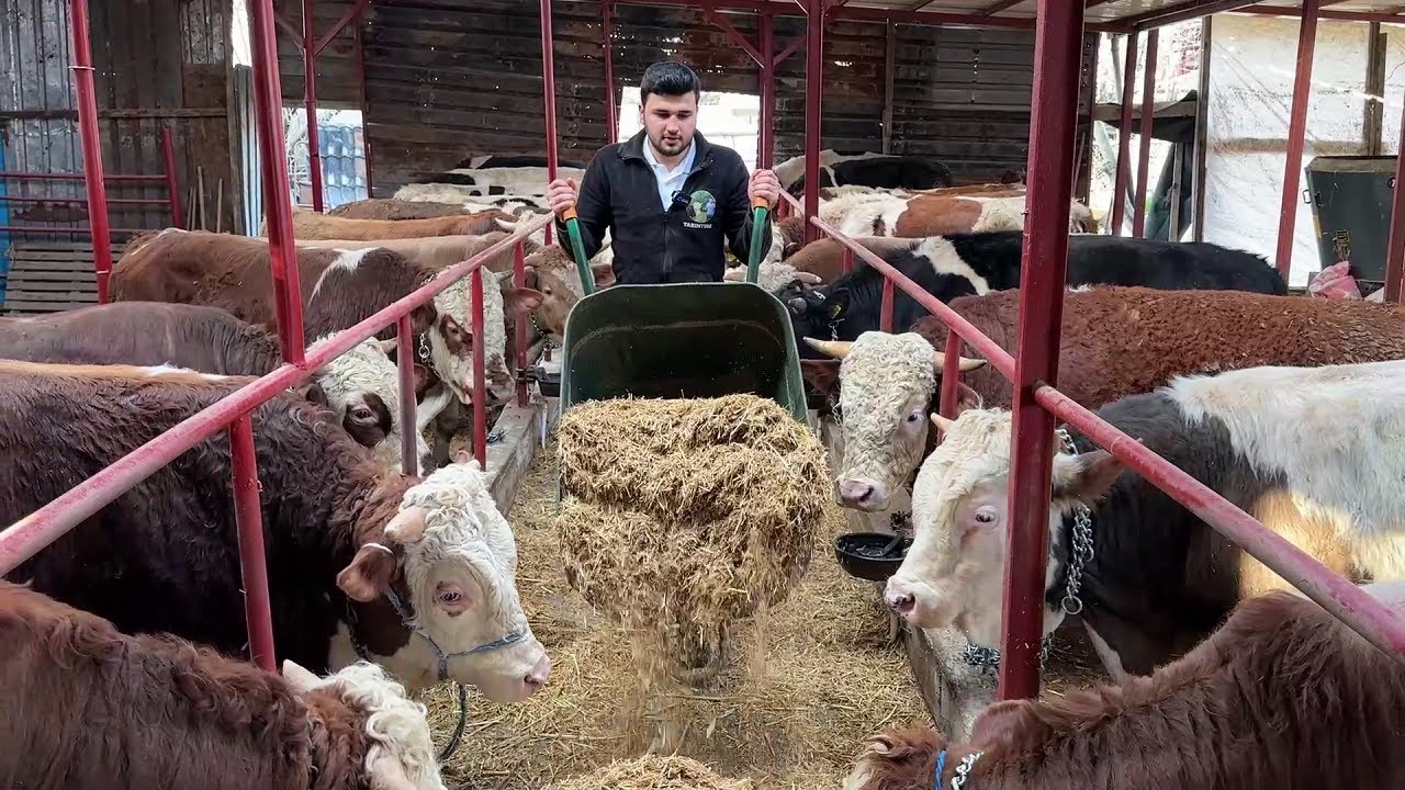 УХОД ЗА ЖИВОТНЫМИ ДЛЯ КУРБАНА 2025