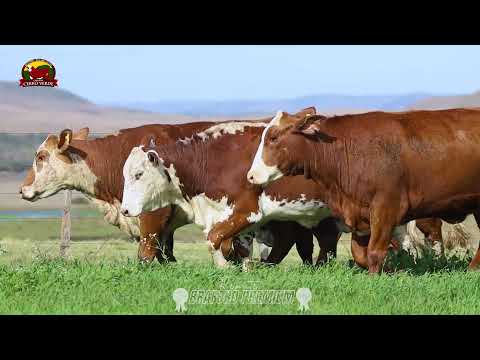 LOTE 41 - 5 VACAS INSEMINADAS