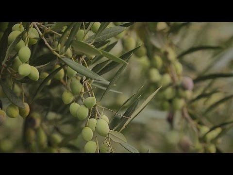 Campagna olearia: quanto rende un quintale di olive ...