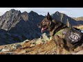 MOUNTAIN Hiking with DOGS, What a VIEW! German and Belgian Shepherd CLIMBING to the SUMMIT