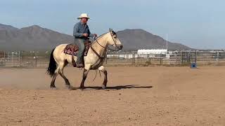 Dillon 5 year old Percheron Quarter Horse Cross  Buckskin