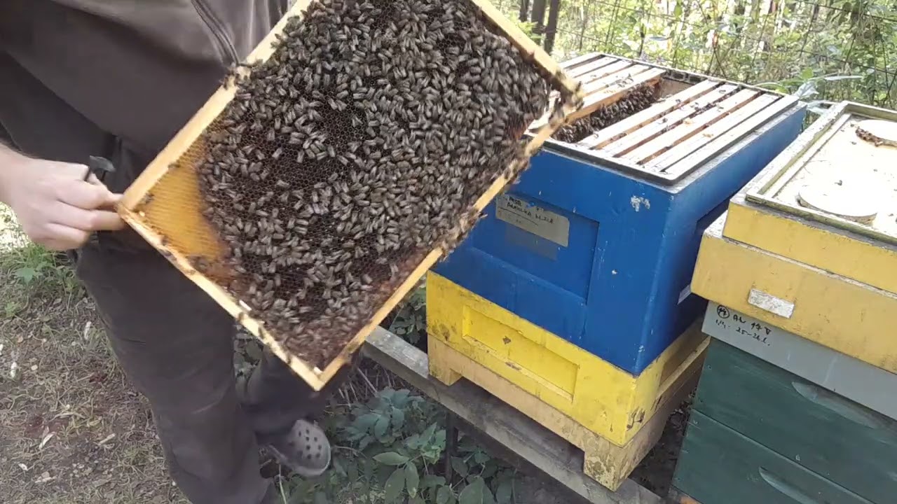 Malá velká změna u včelstva, které mělo velké spady.. překvapily holky jedny :-)