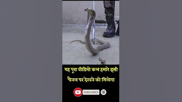 गुस्सैल कोबरा सांप, यह पूरा वीडियो कल आपको इसी चैनल पर देखने को मिलेगा #short