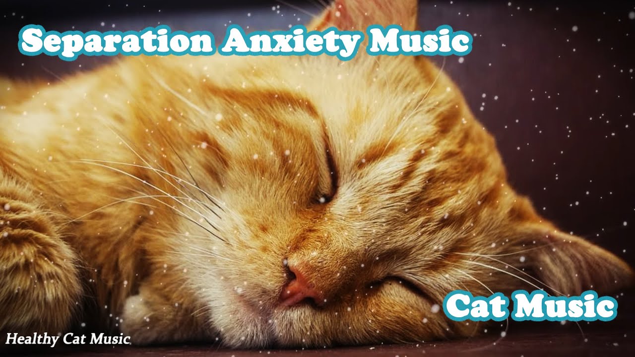 Relaxing Music for Cats with Anxiety! Deep Soothing Music for Anxious ...