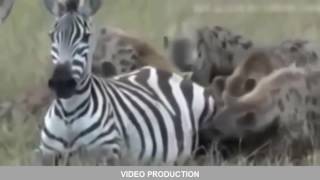 Giant Anaconda Snake Vs Dog - Real Fight