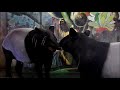 ポツンとカナエちゃん　Malayan tapir(マレーバク)　多摩動物公園