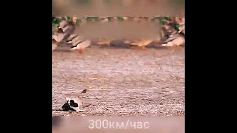 Скорость Сокола. Интересные факты #shorts