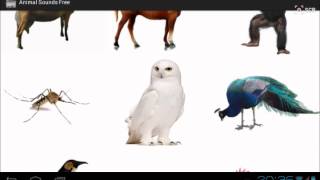 Animal Sounds Free Android App screenshot 5