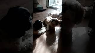 Two friends of the Shih Tzu breed. Since childhood together. We arrived as puppies from... secret