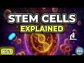 What Are Stem Cells in Animals? | GCSE Biology | AQA