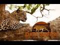 Leopard Attacks a Herd of Buffalos | Yala National Park Sri Lanka