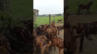 sirohi goat breeds are available in morang biratnagar.