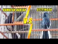 Antara Rawatan Harian Dan Setingan Lomba Dr Kacer Mp3 - Mp4 Download