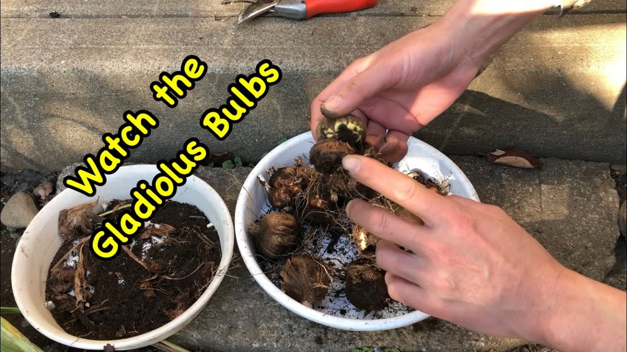 グラジオラス球根掘り上げ Watch The Gladiolus Bulbs 12月 Dec Youtube