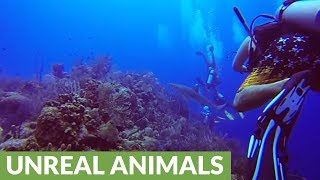 Divers put in danger when surrounded by hungry sharks