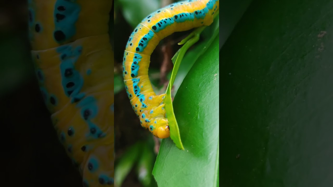😱😱😱Ever seen a caterpillar this vibrant? 😱 