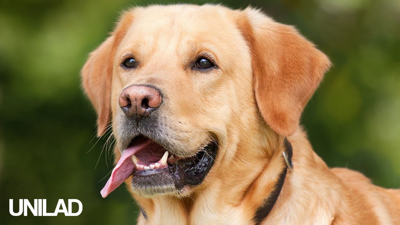 unilad dog video unilad dog video
