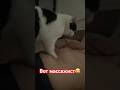 Кто массажист Cat massage #panda #love #кошки