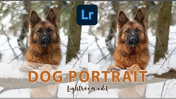 Edit a Dog Portrait in Lightroom