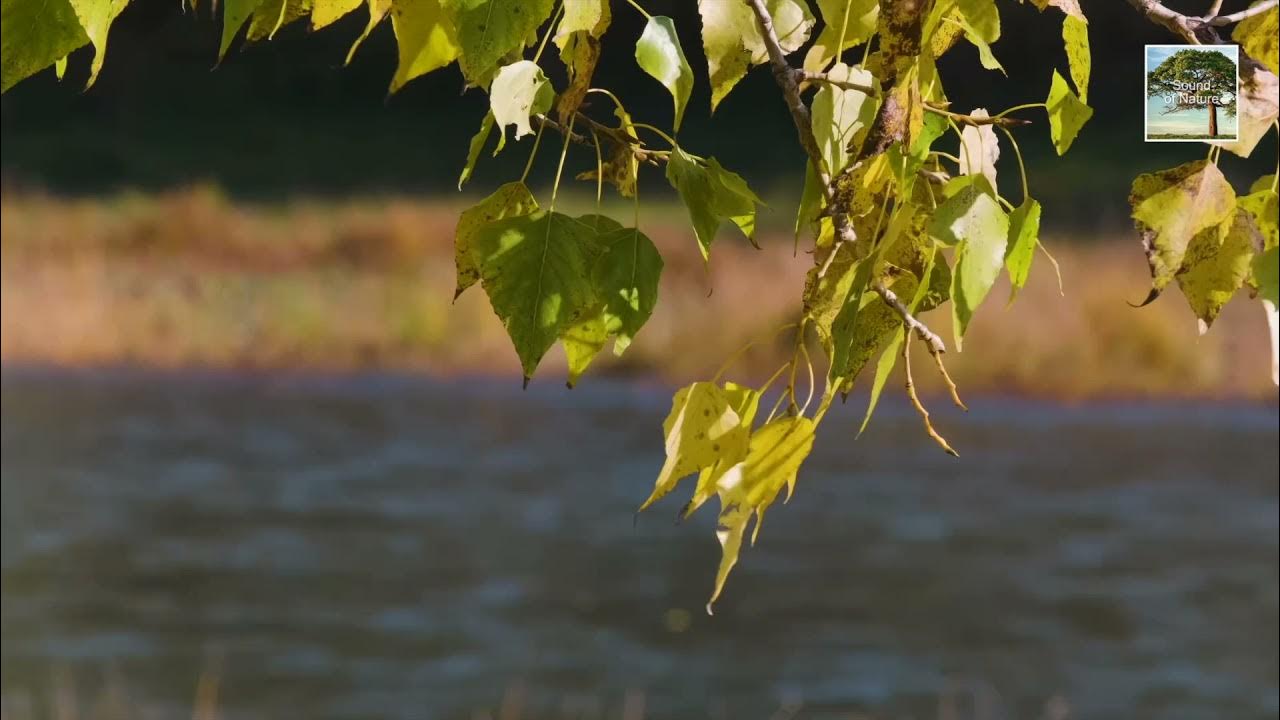 Звуки природы усыпляющее. Шум моря и пение птиц. Видео шум ветра. Звук бульканья воды. Пение птиц и шум ветра лучшая песня.