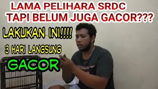 Download Lagu cara cepat buat srdc gacor yang malas bunyi dan yang tidak bunyi#srdcbali MP3