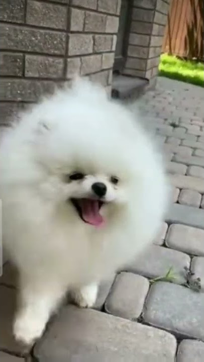 Tuu tu tu tu cute dog | #shortviral #shortsvideo #shorts #viral #cutedogs #funnydogs #cuteanimals