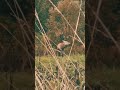 Carpathian red stag , karpaten hirsch, cerf des carpates #hunting #hirsch  #chasse