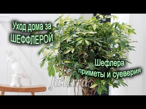 Шеффлера уход в домашних условиях. Приметы и суеверия