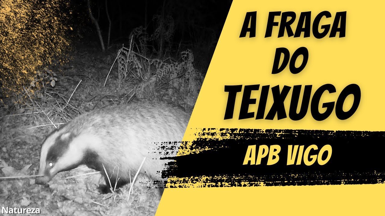 A fraga do TEIXUGO / El bosque del TEJÓN. Parte 2. #galicia #apbvigo #natureza