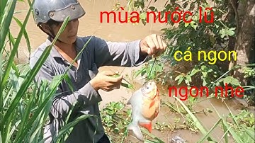 câu cá mùa nước lũ. câu trúng bầy cá chim khủng cá quá lớn. ngon lành