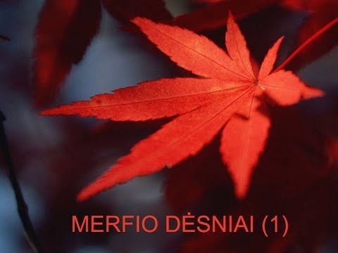 Video: Merfio dėsniai. Juokingi Merfio dėsniai