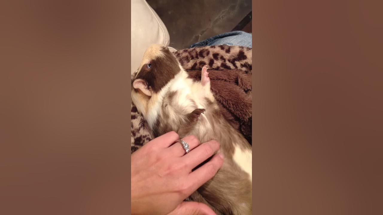 Guinea Pig relaxing upside down YouTube