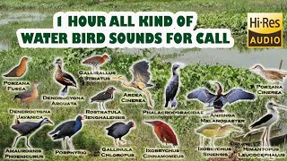 All Kind Of Water Bird Call Sounds 1 Hours   Suara Pikat Semua Burung Sawah 1 Jam Non Stop