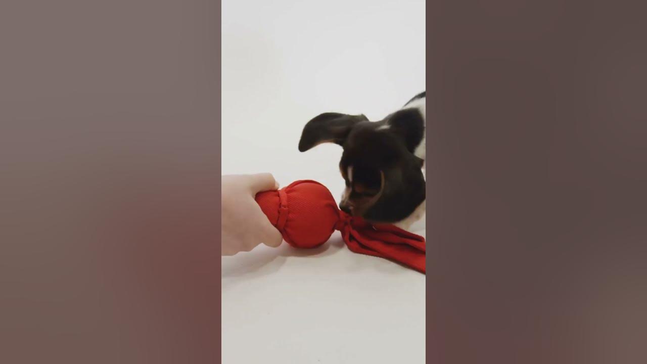 Are Dogs Color Blind? The Truth Might Surprise You! 🐶👀 #shorts