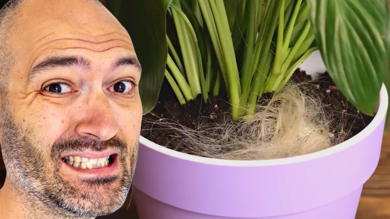 Plant YouTuber Reacts To Dumbest Plant Hacks YouTube