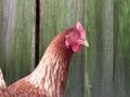 Sad Chicken Diary - Tribute to Ze Frank