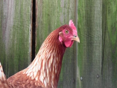 Sad Chicken Diary - Tribute To Ze Frank