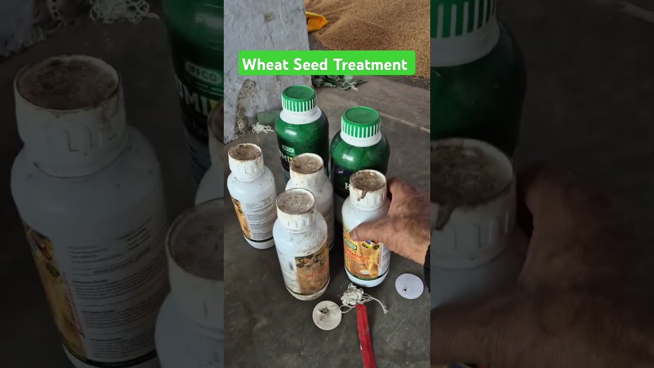 KH#15 🌾 Wheat seed treatment 
