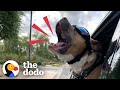 Rescue Pittie Screams Like A Person When He's Happy | The Dodo Pittie Nation