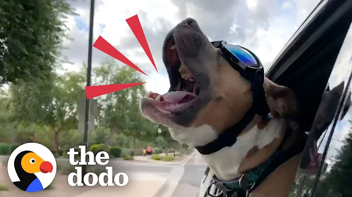 Rescue Pittie Screams Like A Person When He's Happy | The Dodo Pittie Nation